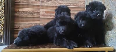 topline show high class quality black Gsd long coat pair for sale