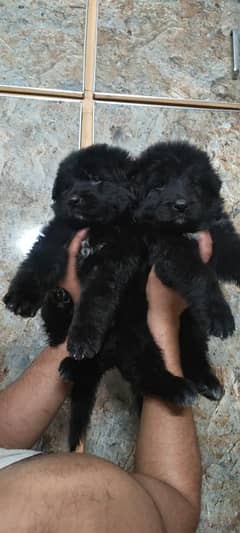 topline show high class quality black Gsd long coat pair for sale
