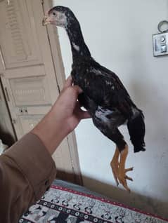 German oh Shamo  2•5 month old chick