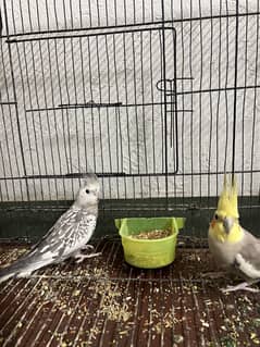 Beautiful pair of cockatiels