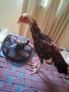 jawa patha for sale and exchange price 4500
