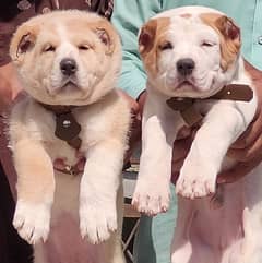 top quality afghan kuchi alabai double haddi pair for sale