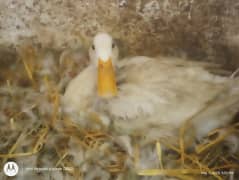 DUCKS BREEDER PAIR FOR SALE IN KARACHI