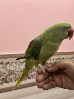 talking