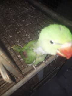 cocktail pure eno red eyes chicks
