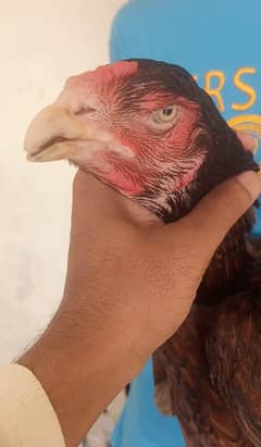 pure rampuri band gadhi sindhi Madi for sale and exchange possible
