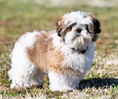 shitzu and husky puppy available for sale