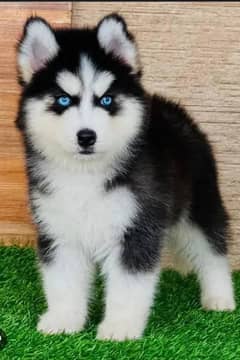 husky puppy available