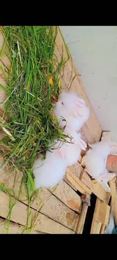 English Angora Bunny 03334634173