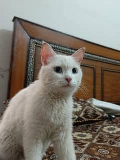 Persian Cat Blue Eyes