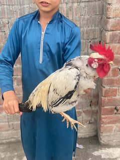 Desi murga hain  koi masla nahi hain