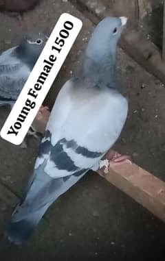 pigeons For sale 0312 5925861