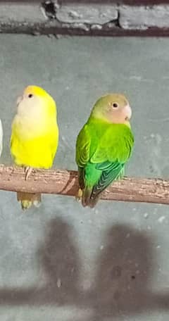 Love bird pair