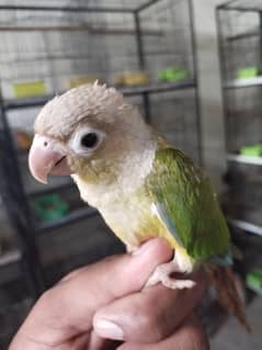 pineapple conure