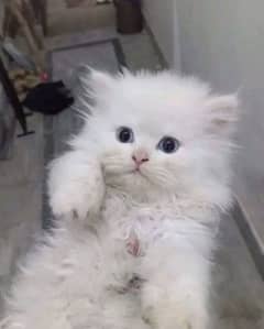 persion kitten looking for new home mashallah healthy & playfull