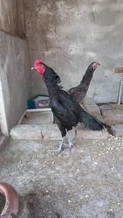 Aseel