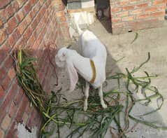 Goat II Bakri II Gulabi II Beautifull look