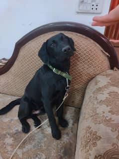 Labrador 7 months male vaccinated