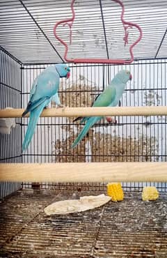 tarquis female blue male confirm breedar