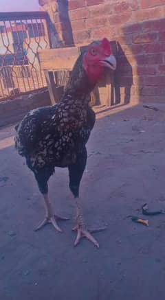 aseel