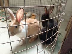 Male and female rabbits