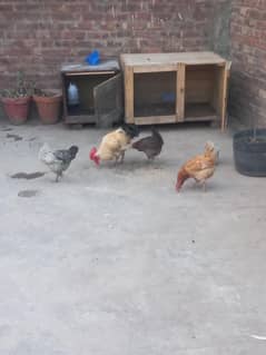 four hens