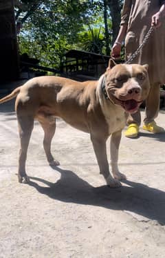 Pitbull