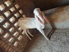 goat for sale