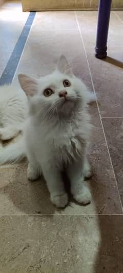 Persian triple coatted kittens