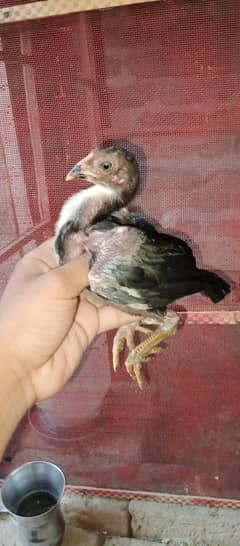 aseel chicks for sale.