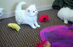 Persian