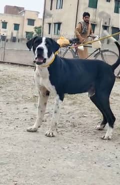 bully dog male top quality 10 month age for sale