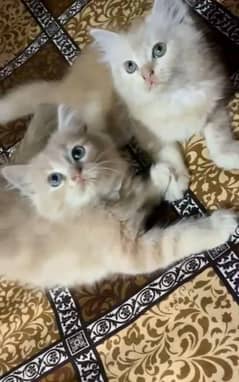 healthy and active kittens 15k per kitten 1female and 3 male