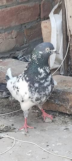 male