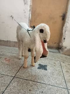 kajli
