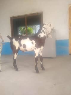 betal bacha pure