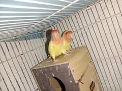 Love bird