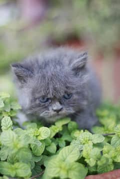 Persian Kitten For Sale 03312459280