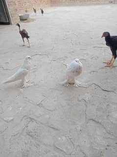 Gobara pigeon pair