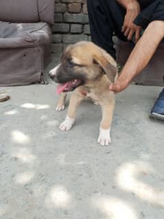 urgent sale