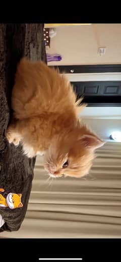 Persian