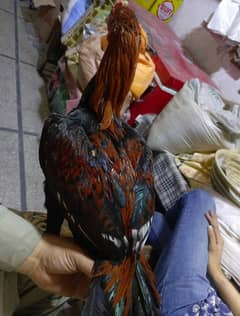 Male