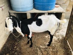 Failabady goat and 2 kids