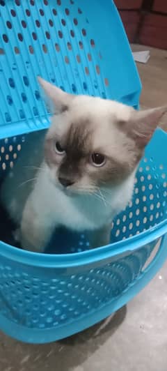 Male Persian Cat For sale