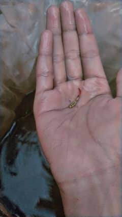 dumbo ear guppy mix breeder pair