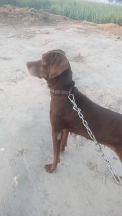 pointer dog female