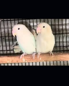 breeder pair of blue palster and white albino