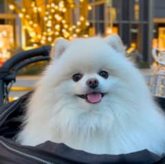 Pomeranian