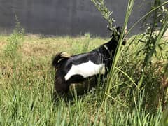 Desi Bakra for sale!