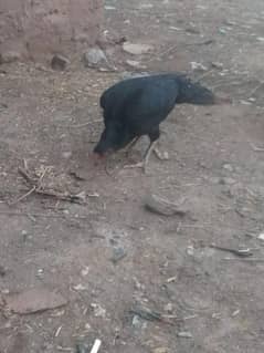 aseel